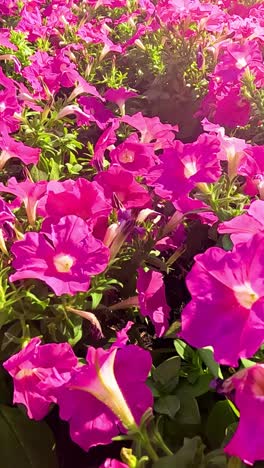 flores rosadas brillantes en un jardín exuberante