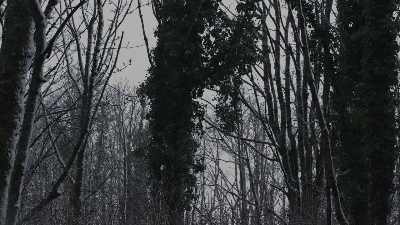 movimiento lento copas de árboles nevados y árboles soplando en el viento con la nieve cayendo en un día nublado y frío de invierno en el bosque