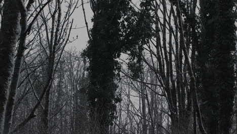 Slow-motion-snowy-tree-tops-and-trees-blowing-in-wind-with-snow-falling-on-cloudy-cold-winter's-day-in-forest