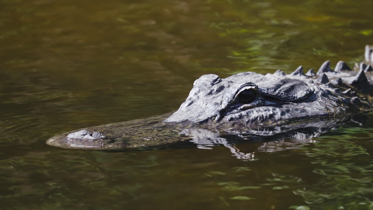Alligator Head Close Up in Tannic Water 4