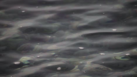 Transparent-Water-Of-A-Calm-River-With-Rocky-Stones-Bottom