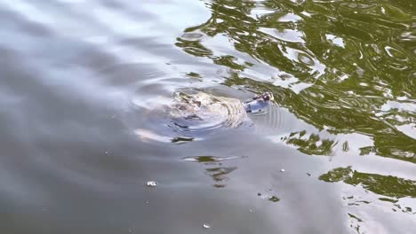 Close-up-shot-of-a-turtle-paddling-in-green-and-brown-water