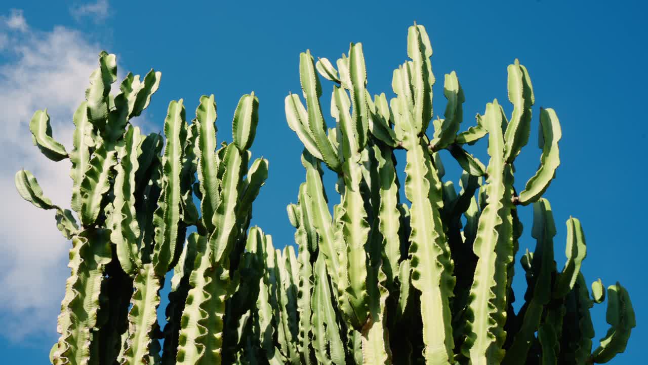 Candelabra Tree - Succulent Plant Against The Blue Sky In Algarve, Portugal. - static shot