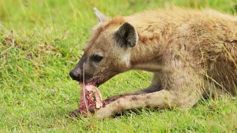 slow motion shot of scavenger hyena feeding on the bones of animal prey, ripping meat and fur from carcus in close up of african wildlife in maasai mara national reserve, kenya