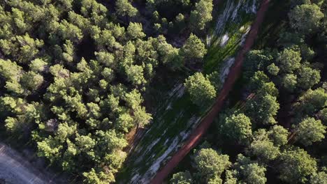 descenso aéreo en la plantación de bosque de pinos en gnangara, perth, australia occidental