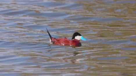 Un-Pato-Ruddy-Macho-Adulto-Sacude-Sus-Plumas-De-Cola-En-Un-Estanque-Con-Otros-Patos-Mallard---Cámara-Lenta