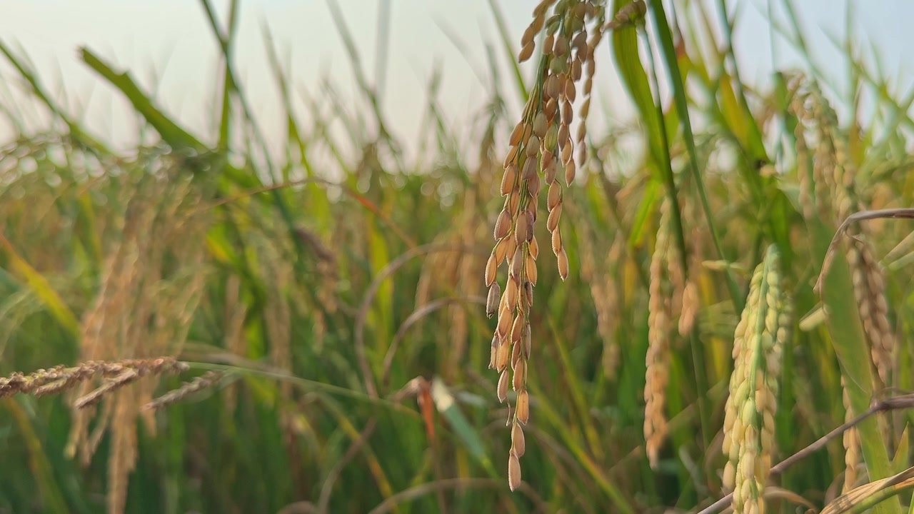 Primo piano di una singola spiga di riso nel campo di riso.