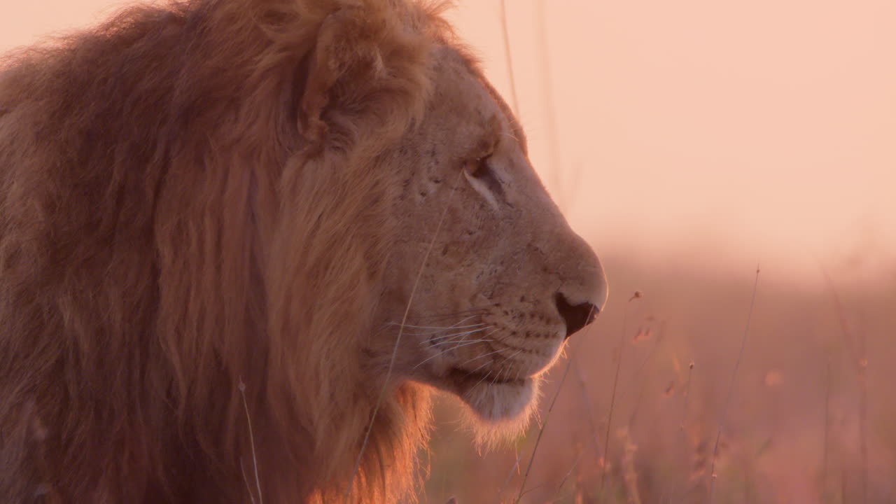 Close up shot a male lion's radiant head looking around