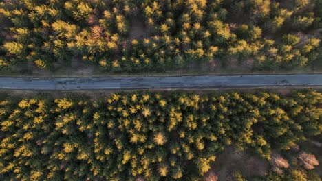 camino estrecho vacío que conduce a través de un hermoso bosque de coníferas al atardecer