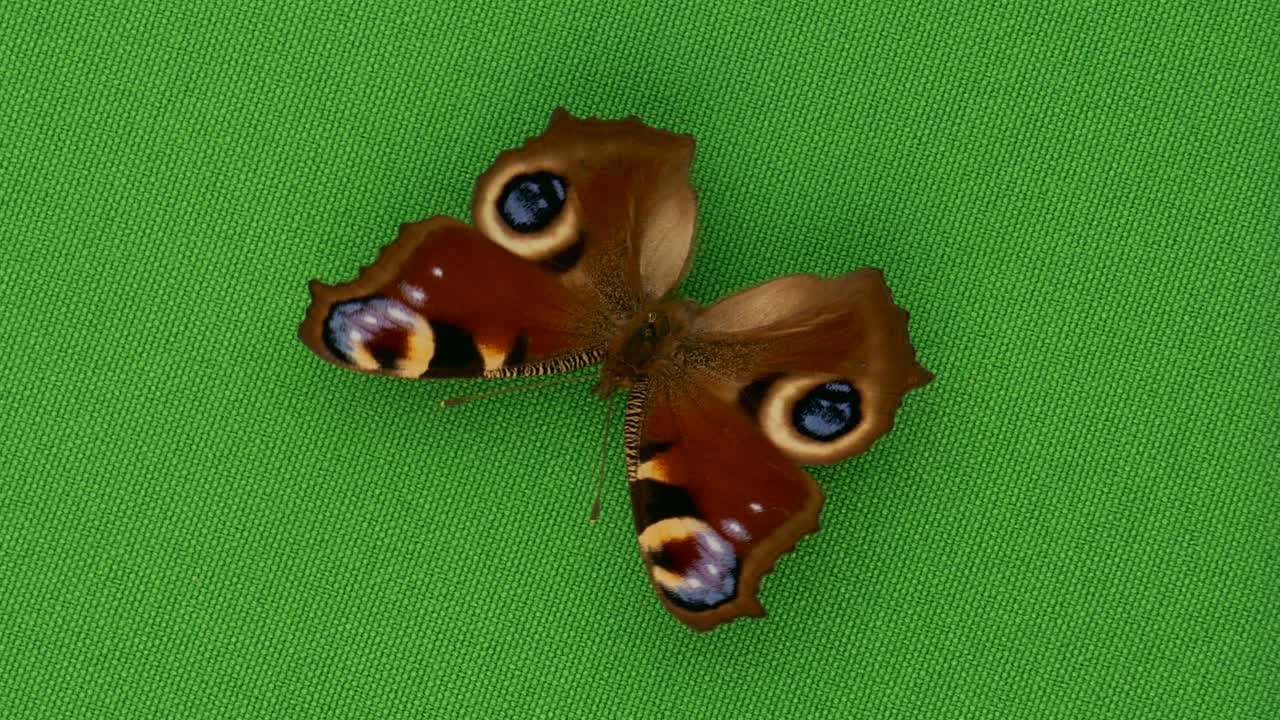 Dagpåfugløye som snur seg på grønn bakgrunn.