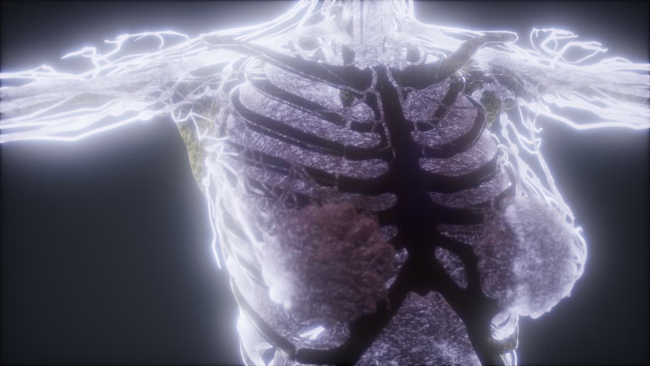 animación colorida del cuerpo humano que muestra huesos y órganos