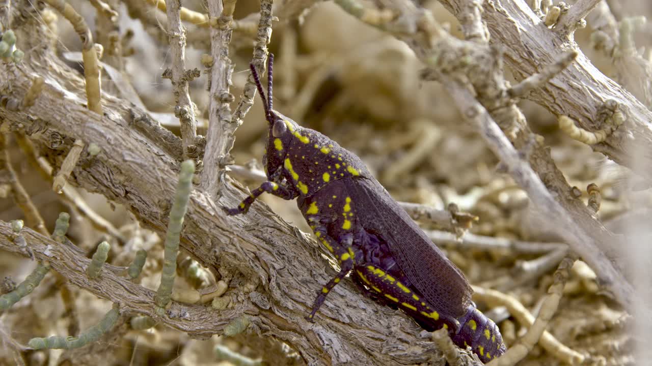 Poekilocerus is a genus of grasshoppers. The species is highly toxic. found in the deserts of the Middle East and northern Africa.