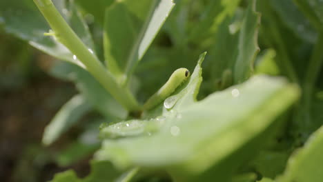 cabbageworm, cabbage white caterpillar, on leaves with morning dew, focus pull