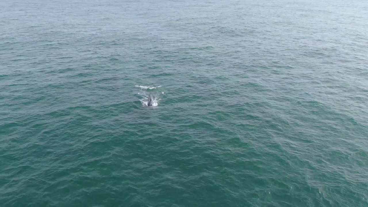 머리에서 떠오르는 고래