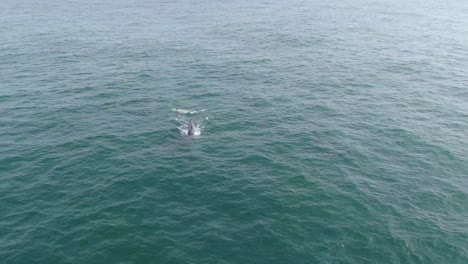 whales surfacing from head on