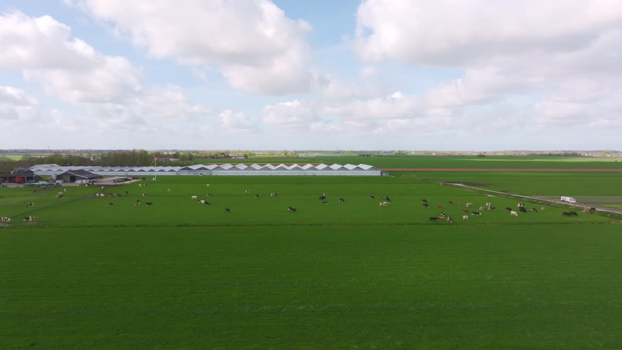 Luftfoto af køer der græsser nær drivhuse på marker, Holland