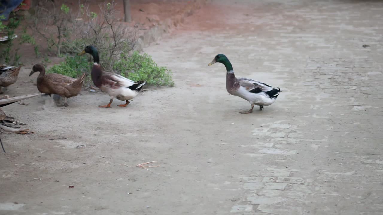 돌로 된 도로 를 고 있는 오리 들