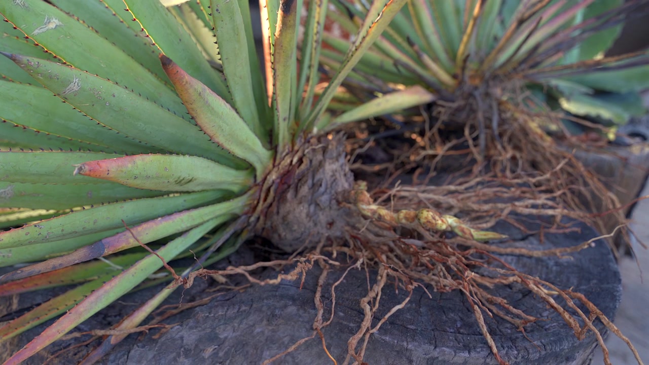 Primo piano con movimento lento ad arco di una pianta di agave raccolta con radici esposte, che riposa su un tronco di legno sotto la calda luce del sole in Messico