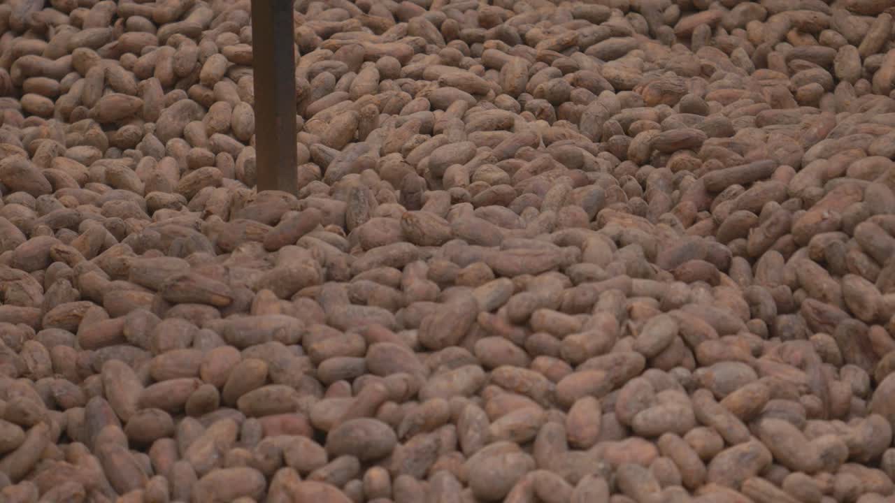 A close-up shot captures the rich, earthy tones of cacao beans as they move rhythmically inside an industrial drying machine.
