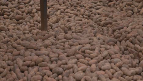 a close-up shot captures the rich, earthy tones of cacao beans as they move rhythmically inside an industrial drying machine.