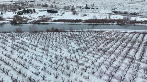 aerial shot of an orchard covered in snow