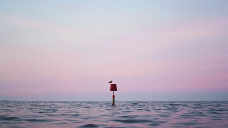 Seagull-standing-on-a-bouy-in-the-middle-of-the-sea-at-dusk