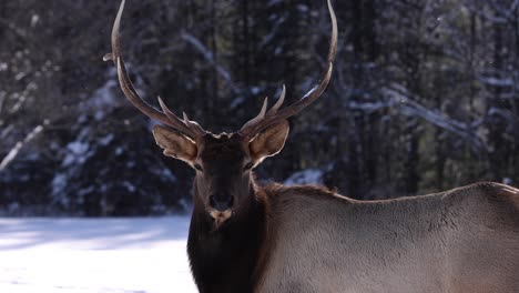 Bullenelch-Blickt-In-Die-Kamera,-Slomo-Fällt-In-Schnee