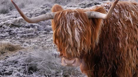 Close-shot-of-Highland-Cow-under-frost-in-the-morning-in-a-rural-area-of-Scotland,-United-Kingdom