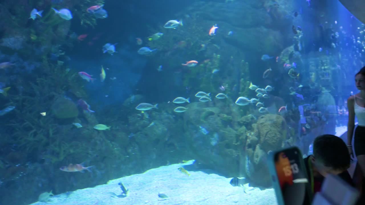 A panning view reveals hundreds of marine fish species at the Oceanografic, located within the City of Arts and Sciences in Valencia. This attraction is Europe’s largest oceanographic park.