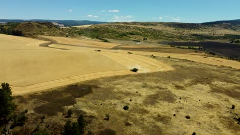 US, Oregon, Elgin, 2025-08-11 - Drone view of a combine harvester cutting grain on a farm in the summer