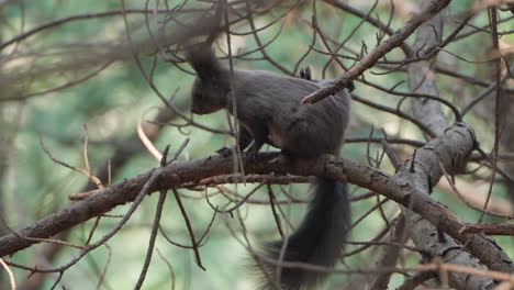 eurasian red squirrel  grooming on pine tree