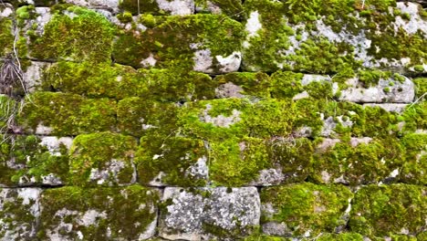 walking alongside mosses growing on old stone wall of castle in germany