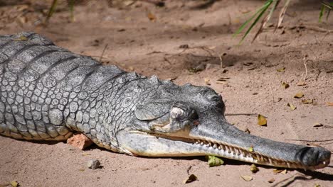 cocodrilo gavial, también conocido como el gavial en el parque zoológico