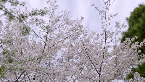 slow motion cinematic cherry blossom scenery in japan during sakura
