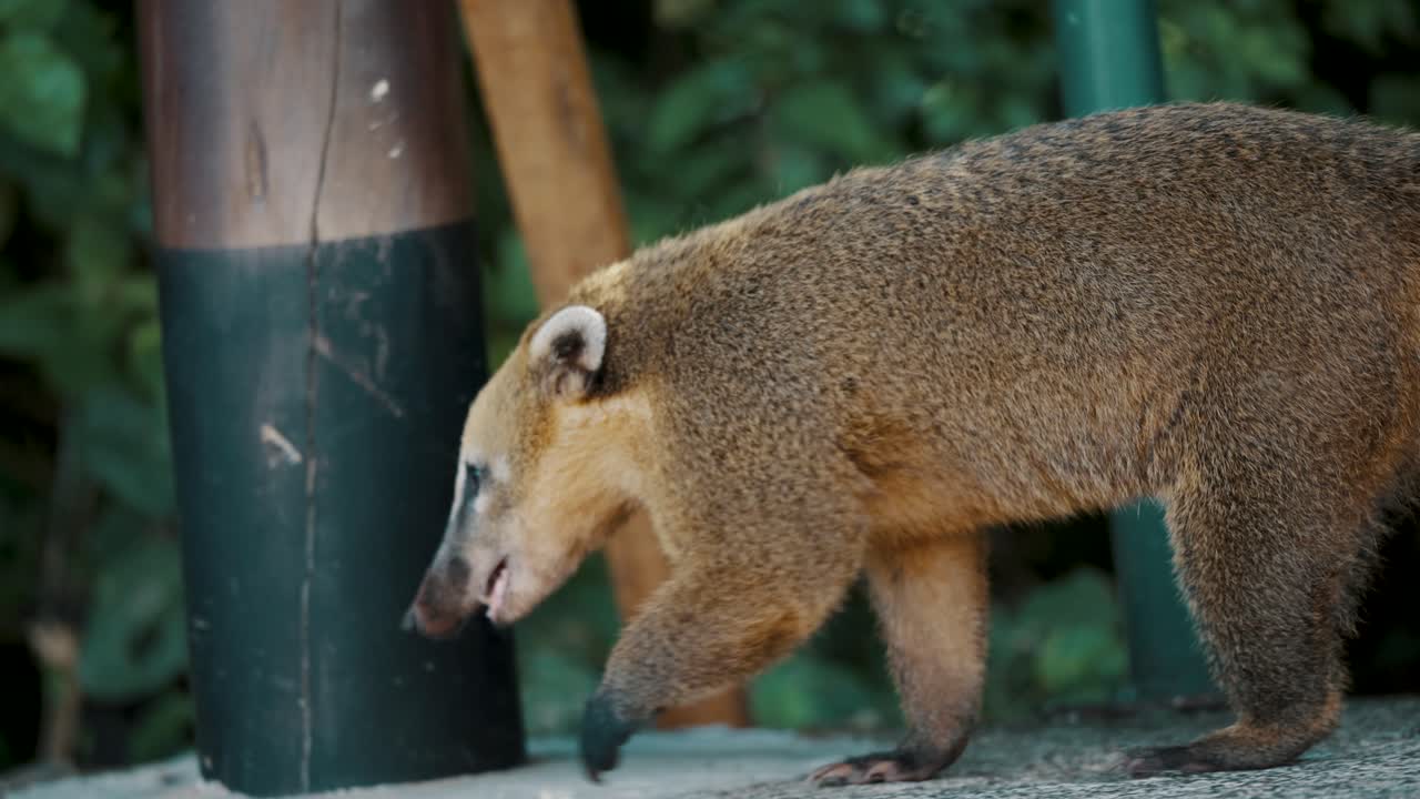 el famoso animal de pelaje coati en las cataratas de iguazu en brasil, américa del sur