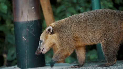 famous coati fur animal in iguazu falls in brazil, south america