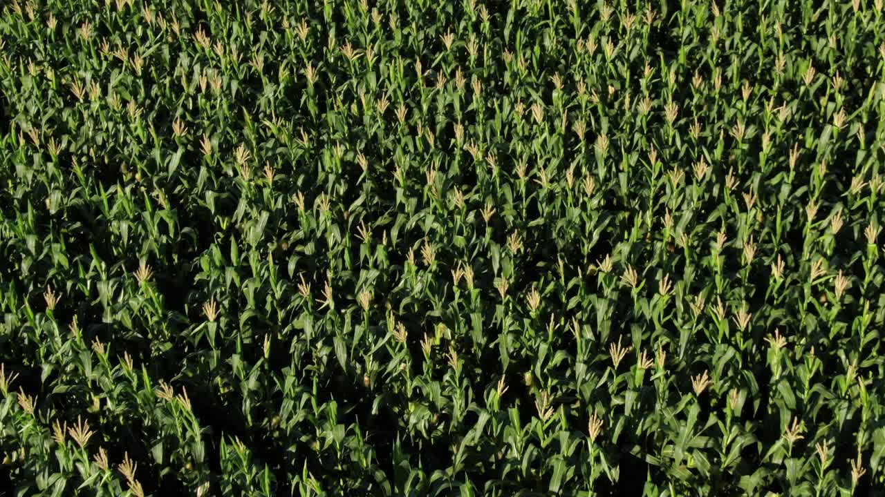 Aerial pullout: Bright sunshine on vibrant green maize in corn field