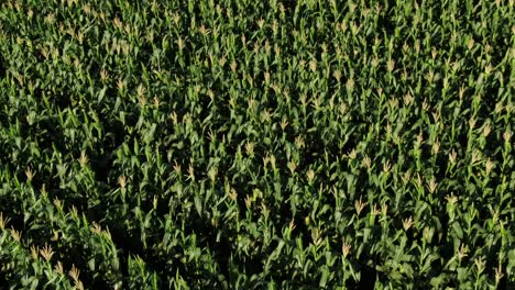 aerial pullout: bright sunshine on vibrant green maize in corn field