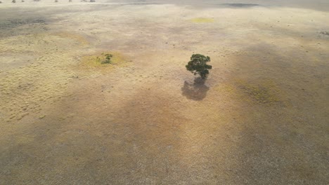 Sobrevuelo-Aéreo-Interminable-Paisaje-Seco-Y-árbol-Mágico-En-Un-área-Salvaje-Abandonada-Durante-El-Día-Soleado