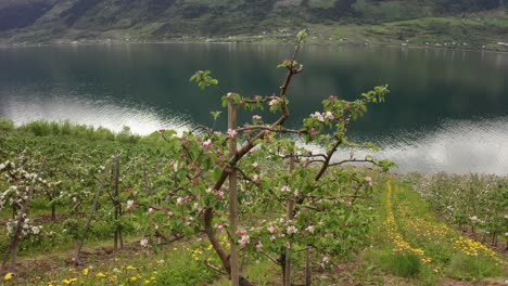 one single apple tree blooming with norway fjord sørfjorden hardangerfjorden in background - rotating view at overcast day