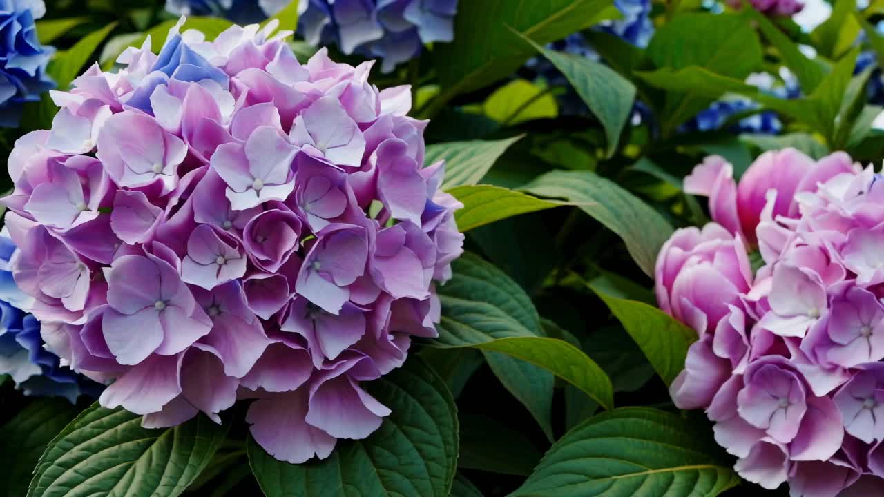 Primo piano video di ortensie vivaci e vegetazione, che esalta i colori e le texture lussureggianti