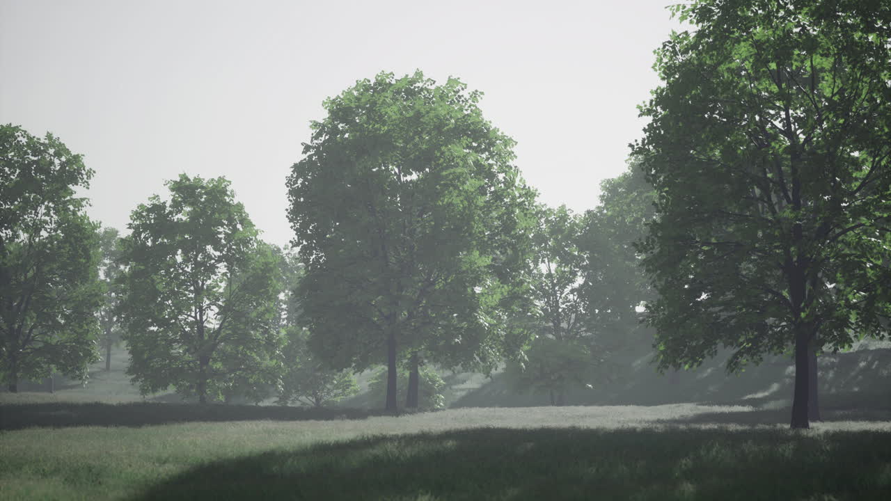 Serene morning light filters through lush green trees in a tranquil forest