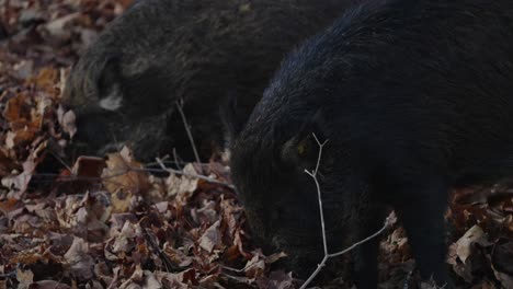 wild boars digging food in forest ground with fallen leaves by its snout