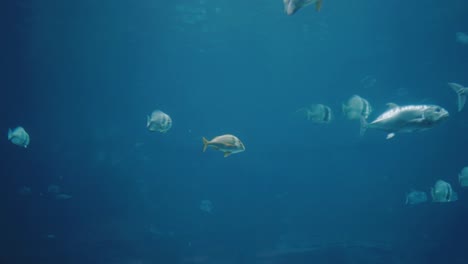 a school of giant trevally swimming lazily among other tropical fish in a beautiful aquarium