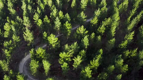 Winding-mountain-bike-path-through-dense-golden-hour-canopy-pine-forest