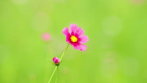 rosa garten-kosmos in nahaufnahme schwankt auf grünem verschwommenen hintergrund