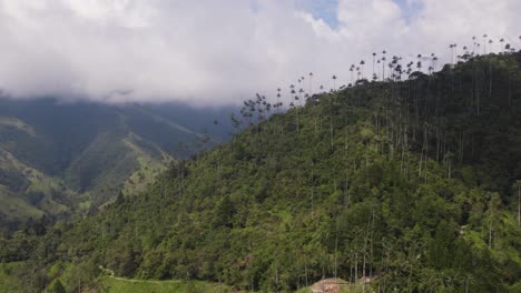 panoramic overview of tall coconut palm trees reaching high above ridgeline in cocora valley colombia