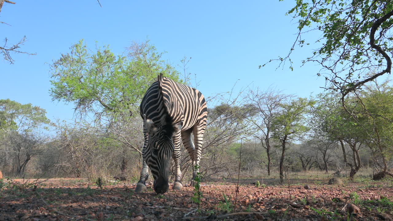 Zebra delle pianure (Equus quagga burchellii) al pascolo in primo piano, di fronte alla telecamera.