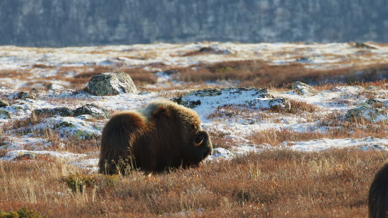 Cinematic Arctic Musk Ox Ovibos moschatus in Golden Light and Wind