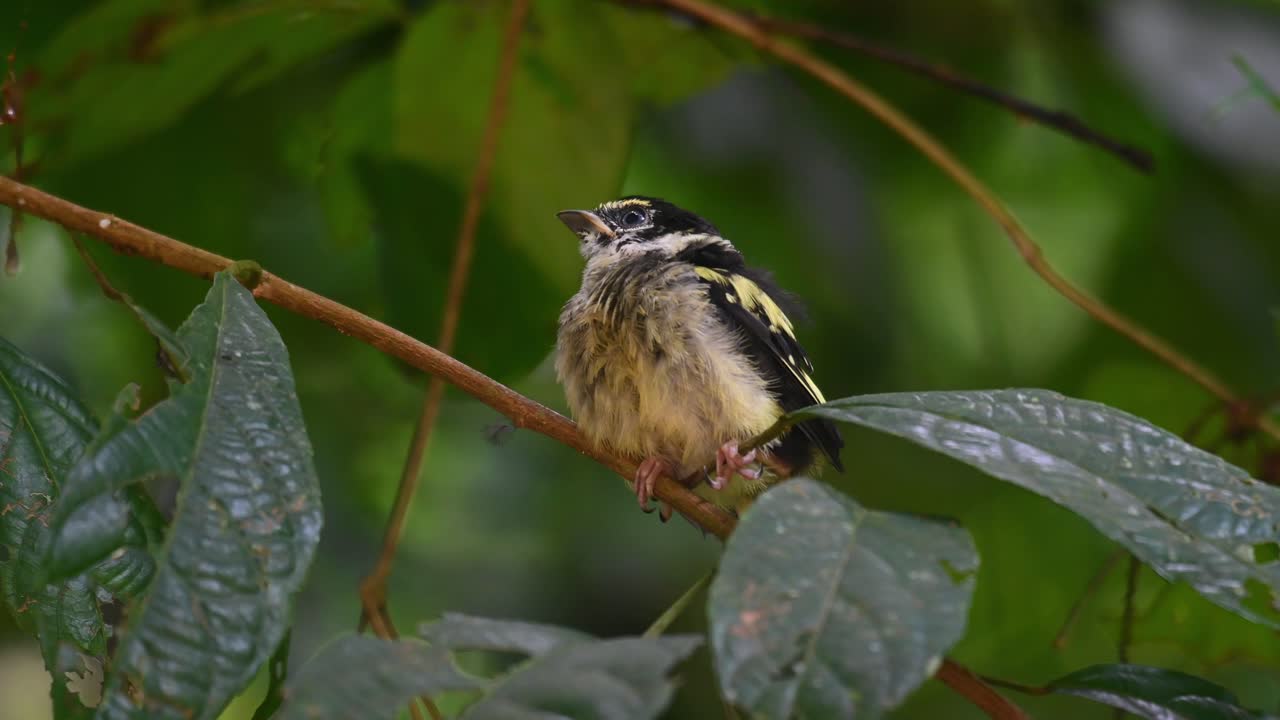 pico ancho negro y amarillo, eurylaimus ochromalus, tailandia